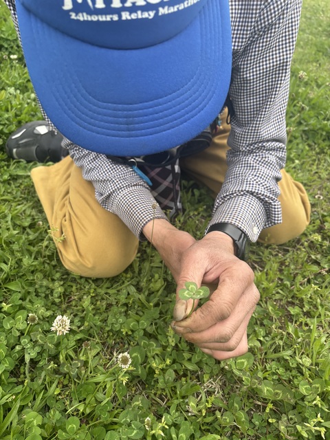 四つ葉のクローバー！